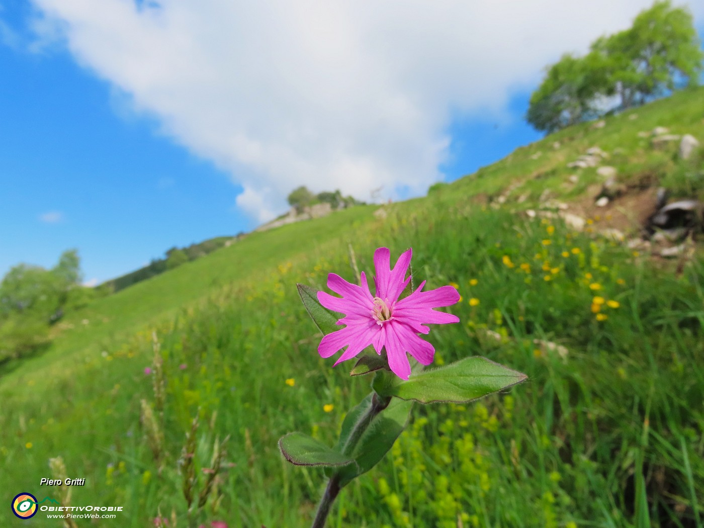 28 Silene dioica (Silene dei boschi).JPG